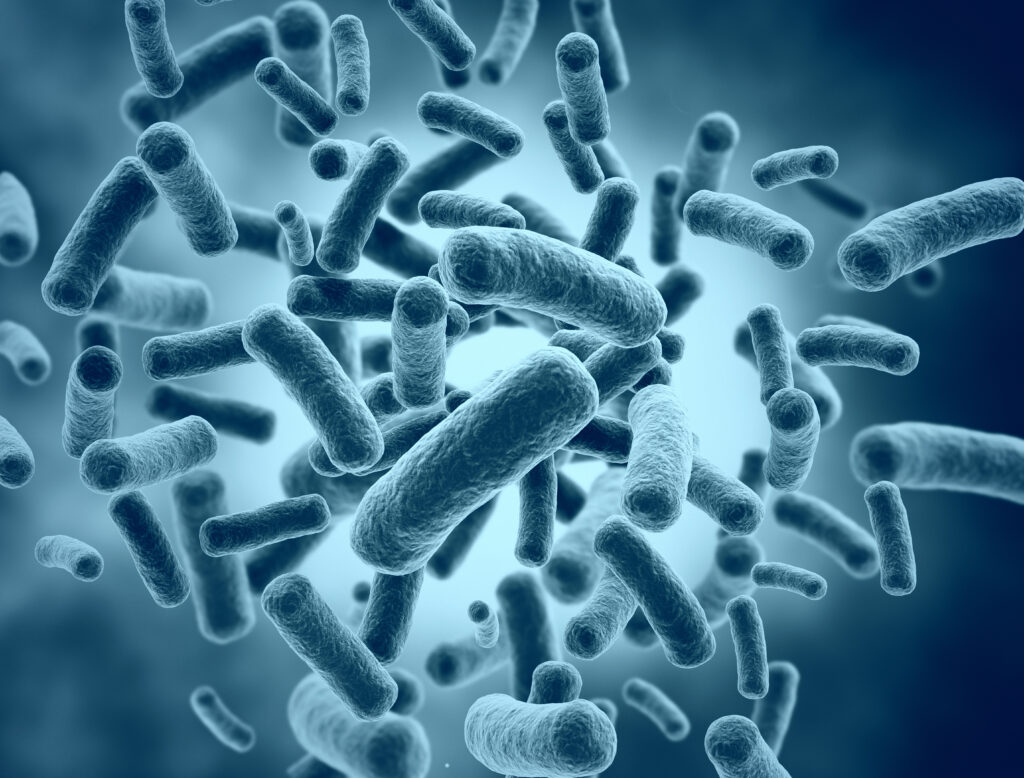 Legionella bacteria